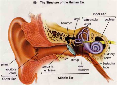 Structure of the human ear | School | Pinterest