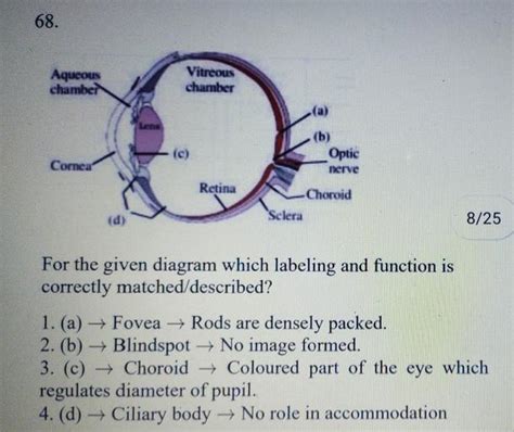 68. . Aqueous chamber Vitreous chamber (b) (c) Corea... - Biology