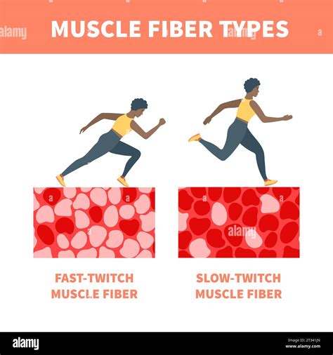 Slow twitch and fast twitch muscle fiber types illustration Stock ...