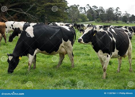 Holstein Friesian Cows stock image. Image of animal, group - 11287861