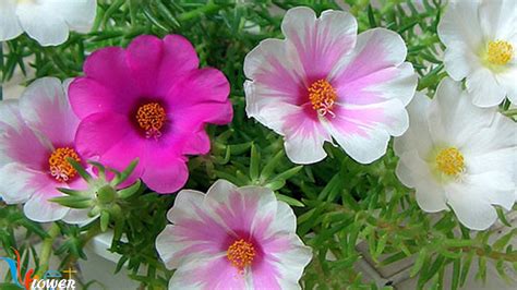 Ý nghĩa hoa mười giờ - Portulaca gradiflora