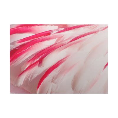 pink flamingo feathers Poster • Pixers® - We live to change