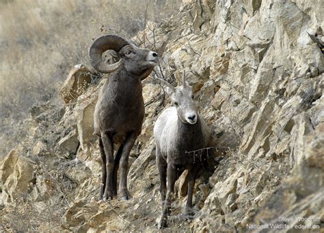 Take Action for Wild Bighorn Sheep at Risk • The National Wildlife Federation Blog : The ...