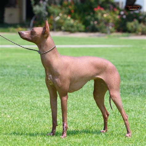 Peruvian Hairless Breeders Australia | Peruvian Hairless Info & puppies