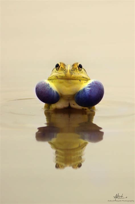 ️ ༻ ༺ Indian Bull Frog (Hoplobatrachus Tigerinus) | Is large species of frogs found in Myanmar ...