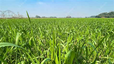 Premium Photo | Green field against blue sky agriculture background