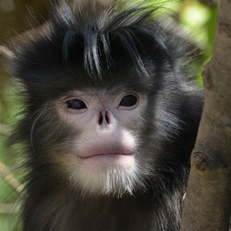 Blue-eyed Spotted Cuscus | Species on The Brink