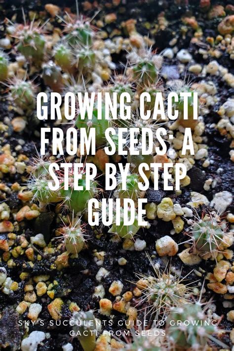 Growing Cacti from Seeds: A Step by Step Guide | Sky's Succulents ...