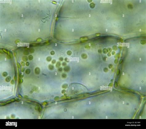 ELODEA PLANT CELL (ANACHARIS SP Stock Photo, Royalty Free Image: 18470495 - Alamy