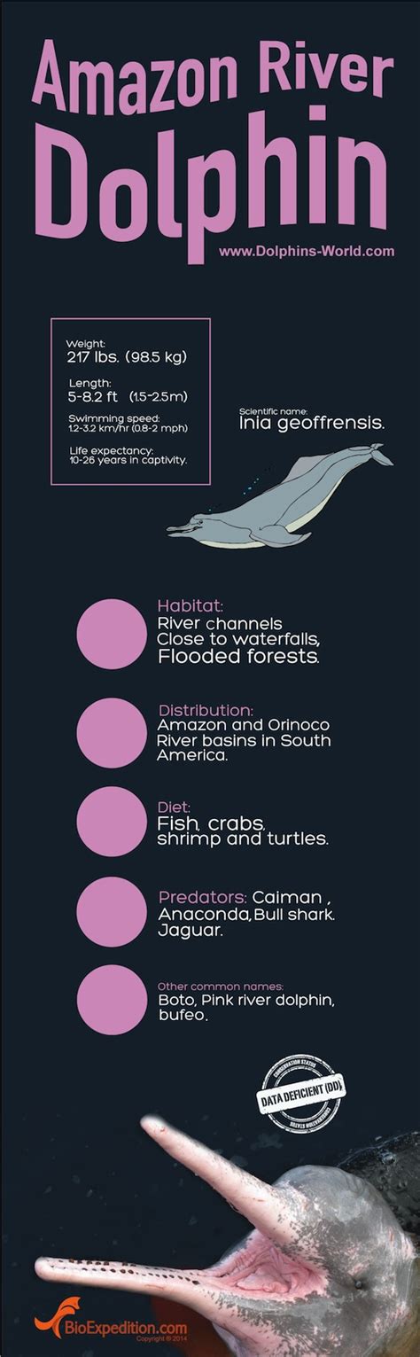 Amazon River Dolphin Infographic | Dolphins World