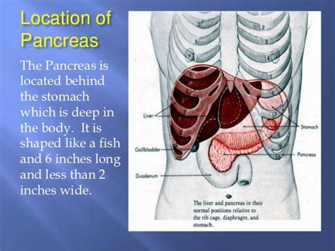 Pancreas Function And Location images