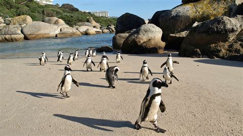 swim-with-penguins-boulders-beach - South Africa 101