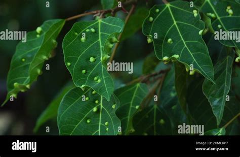 Fungus leaf spot on leaves Stock Videos & Footage - HD and 4K Video Clips - Alamy