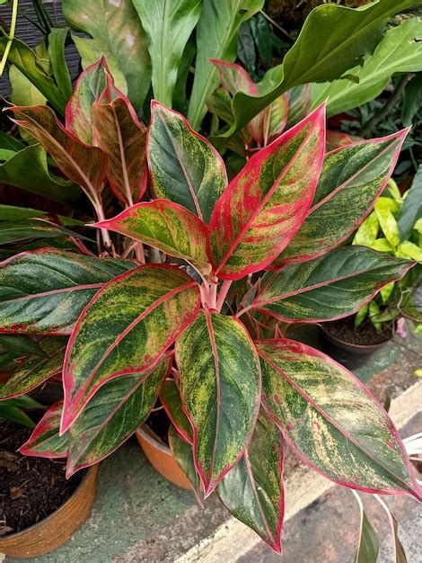 Premium Photo | Close up of red aglaonema plant