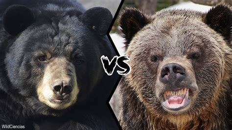 BLACK BEAR VS BROWN BEAR - Who Would Win A Fight? - YouTube