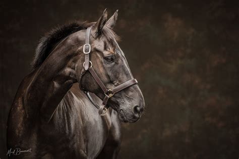 Stunning Horse portraits by Equine Photographer Mark Beaumont. Based in ...