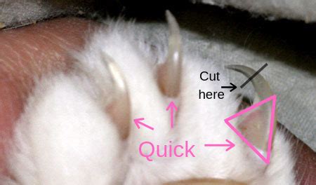 Best Way How To Trim Cat Claws - Fairmount Pet Service