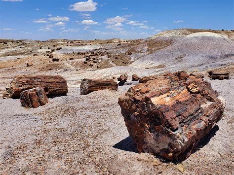 Large logs: Crystal Forest Trail, Petrified Forest National Park, Arizona