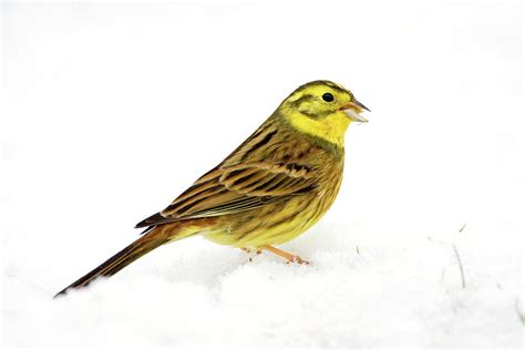 Male Yellowhammer Photograph by John Devries/science Photo Library ...