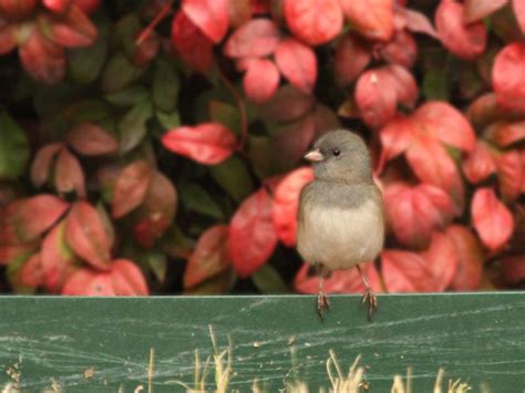 Dark-eyed Junco – Seed Eaters – DFW Urban Wildlife