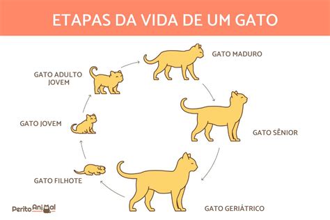 Etapas De Vida Dos Gatos | My XXX Hot Girl