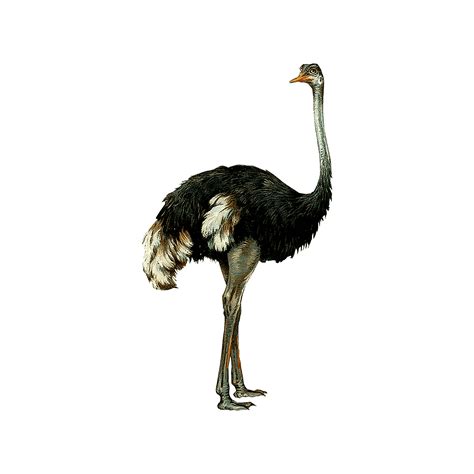 Emu PNG Images (Transparent HD Photo Clipart)