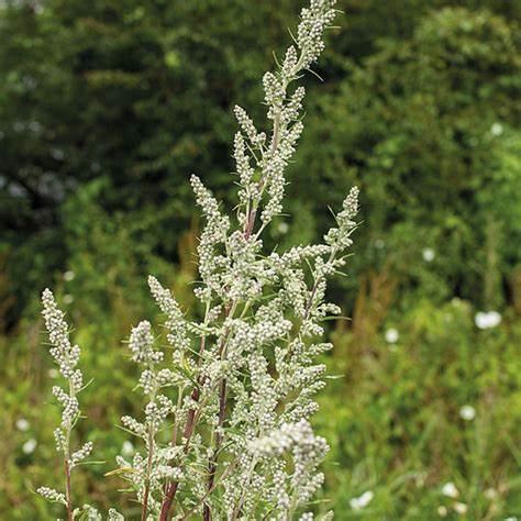 Mugwort (Artemisia vulgaris) Identification