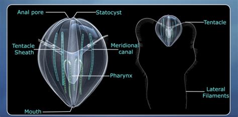 Phylum - Ctenophora - Biology for JAMB PDF Download