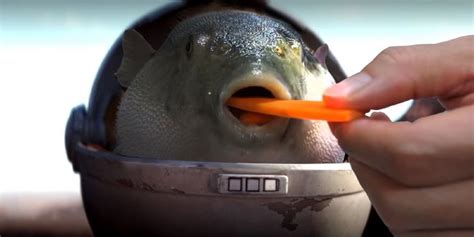 Are you the pufferfish eating the carrot? - Quiz