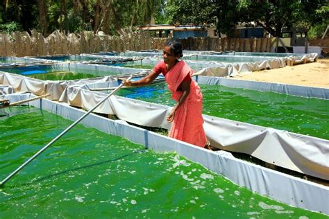 Aloe Vera Farming Information Guide For Beginners | Agri Farming