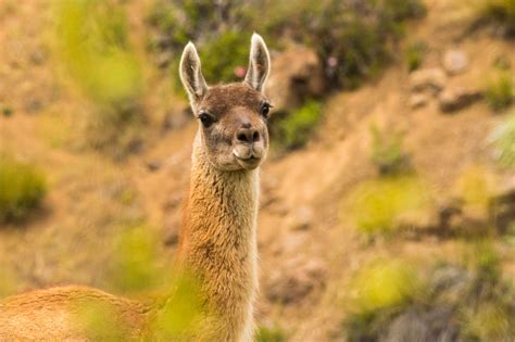 El guanaco y su potencial para recuperar el bosque - Revista Endémico