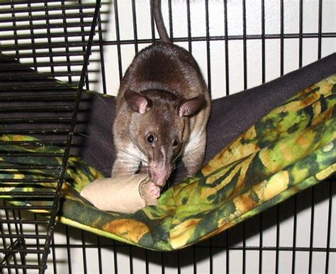 Gambian Pouched Rats: Exotic Pets and Helpful Animals - PetHelpful