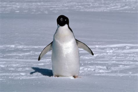 Adelie penguin pictures - Pygoscelis adeliae