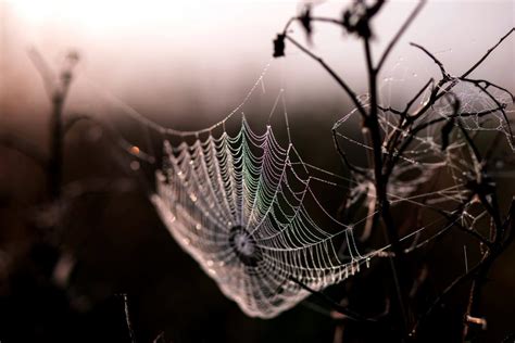 Free picture: spider, web, morning dew, dawn