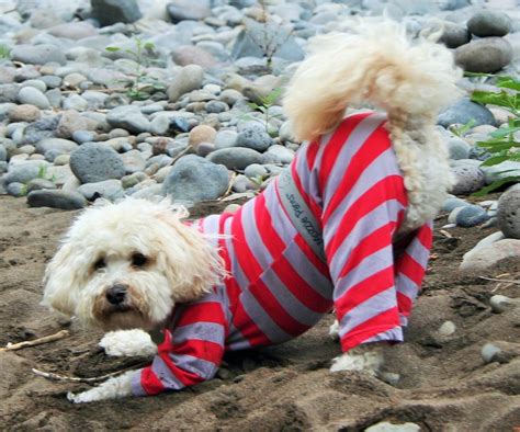 Dog Incontinence, our dog pants can help! – Mozzie Pants, Pants for dogs and dog suspenders!