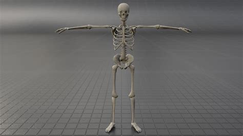 Skeleton Poses Pack - 3D Model by RandomPolygons