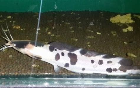 Walking catfish - Catfish - Clarias batrachus | Tank Facts