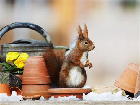 Cute Squirrel Wallpaper | Gallery Yopriceville - High-Quality Free Images and Transparent PNG ...