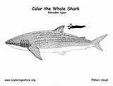 Shark Whale Coloring Page sketch template