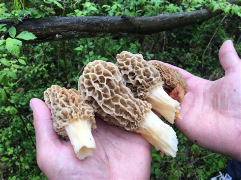 Morel mushroom jackpot could be found at these recent burn-out spots ...