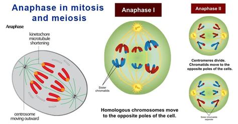 Anaphase in Mitosis and Meiosis (Anaphase I, II) | Meiosis, Mitosis ...