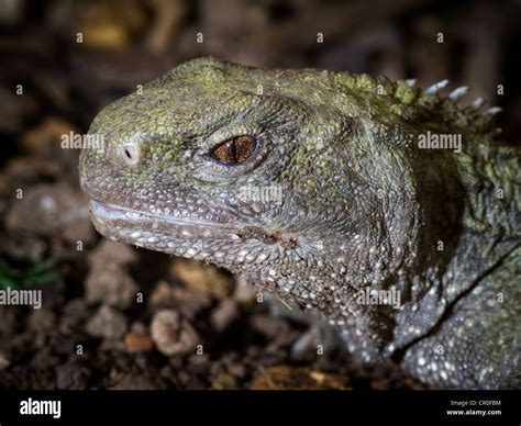 Tuatara Teeth