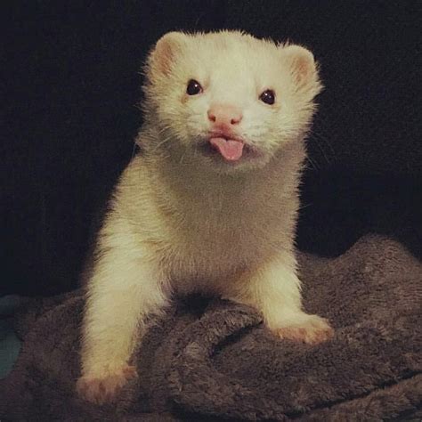 Cute white ferret Baby Ferrets, Funny Ferrets, Pet Ferret, Ferret Cage, Super Cute Animals, Cute ...