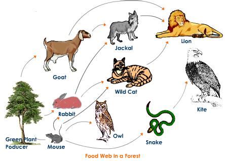 Role of Volcano Rabbit in Food Web - Volcano rabbit