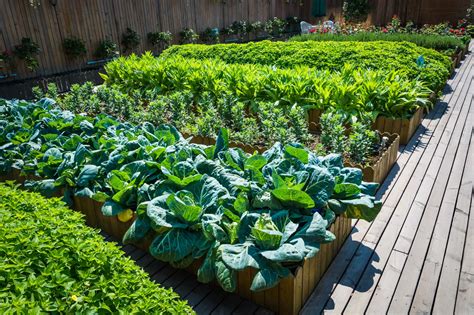 What is Edible Landscape Design, and Can You Do It?