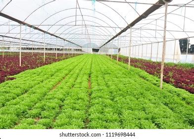 Greenhouse Vegetable Farming Stock Photo 1119698444 | Shutterstock