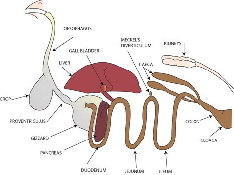 Alimentary canal | Digestive system, Digestive system diagram, Human digestive system