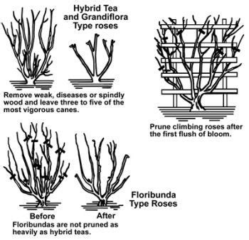 How to Prune Roses | Pruning roses, Growing roses, Pruning climbing roses