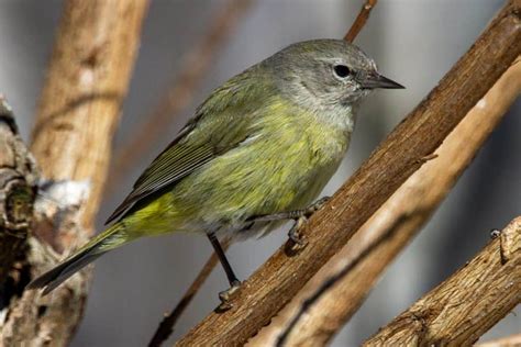 Orange-Crowned Warbler | On The Feeder