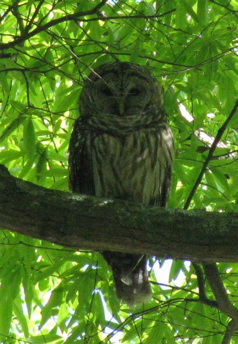 Barred Owl – Identification | Walter Reeves: The Georgia Gardener